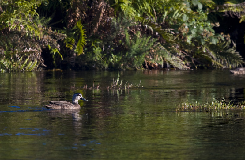 Pacific Black Duck In Spring